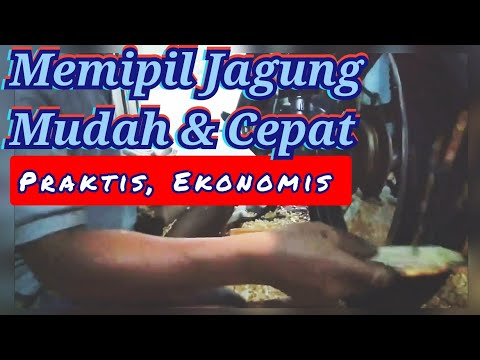 Cara Memipil Jagung Dengan Cepat 1 Jam 3