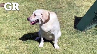 Así vive ahora la perrita Frida