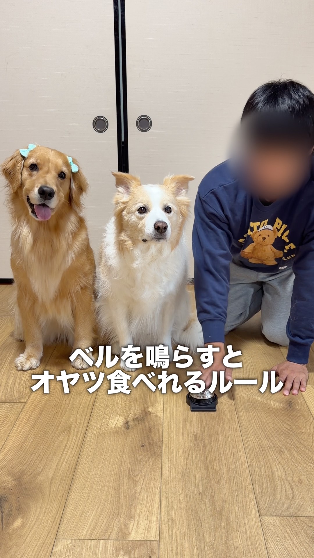 理解力が凄すぎる犬！！【ボーダーコリー・ゴールデンレトリバー