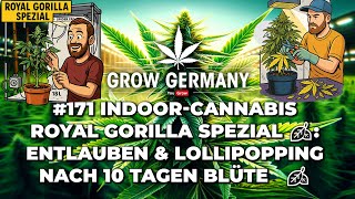 #171 Indoor Cannabis: Royal Gorilla Special: Defoliation & Lollipopping after 10 days of flowering