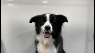 Border Collie Full Groom | Dog Grooming How To Groom A Border Collie Like A Professional