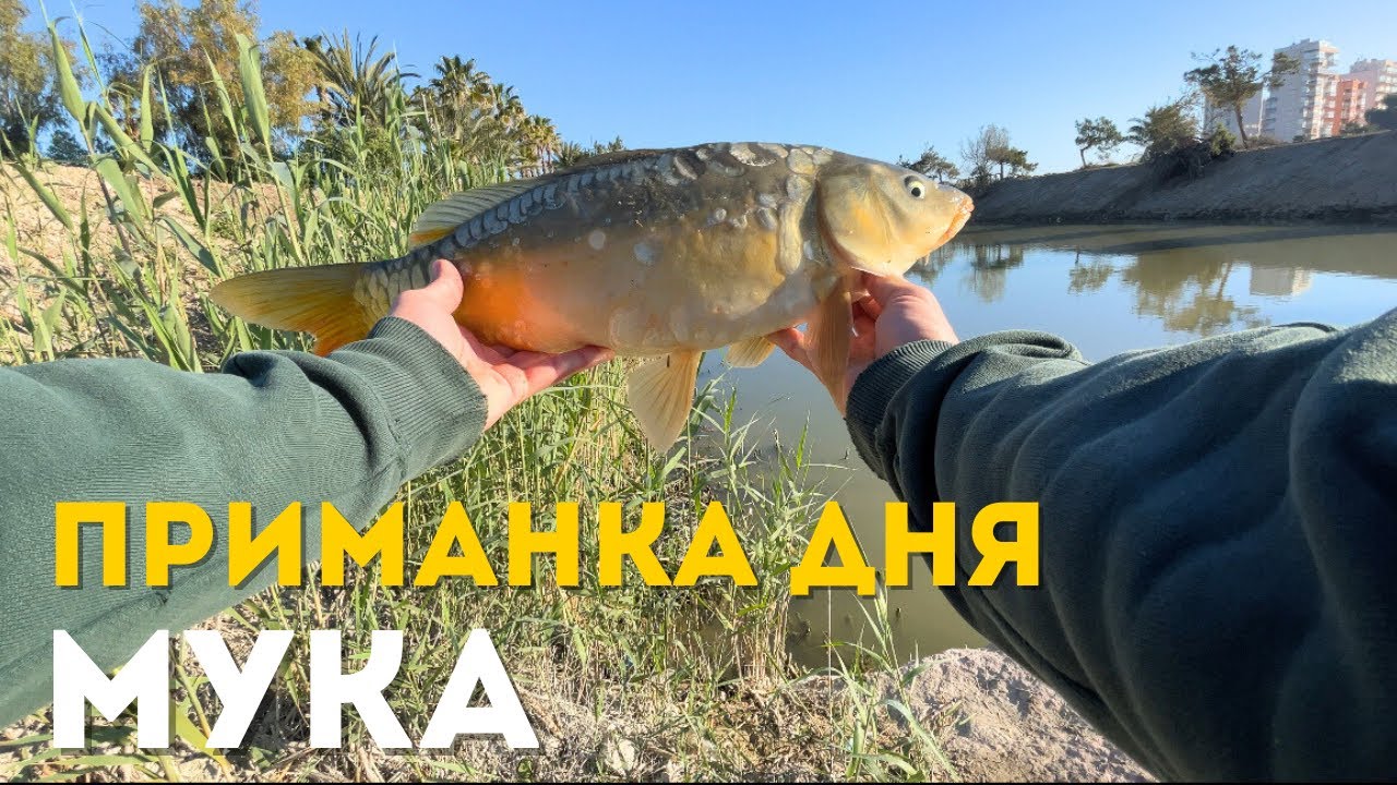 Рыбалка на поплавок! Карась на муку!