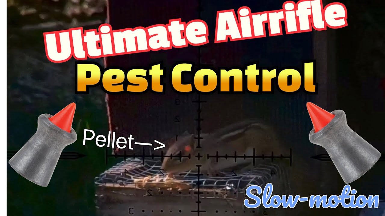 Mixed Bag Air rifle Pest control YouTube