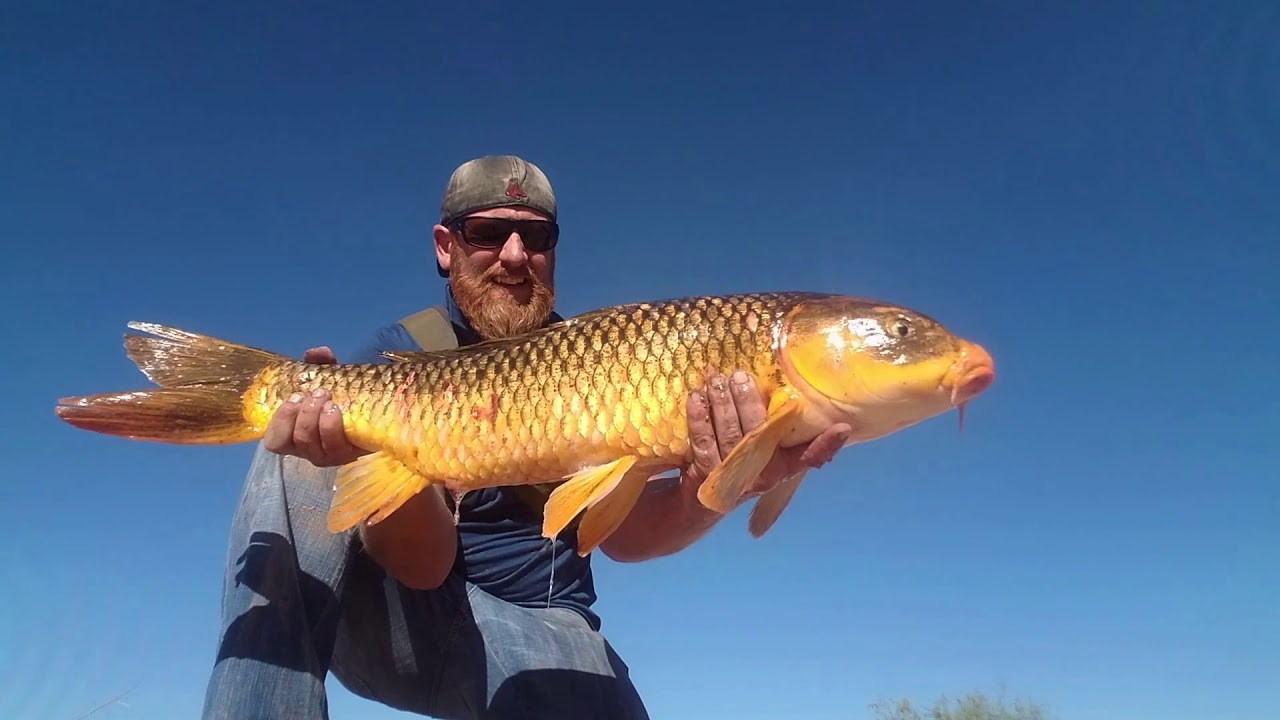 Arizona Fly Fishing Adventures Urban Carp on the Fly YouTube