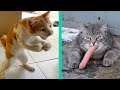 BEST CAT MEMES COMPILATION OF 2020 PART 21 (FUNNY CATS)