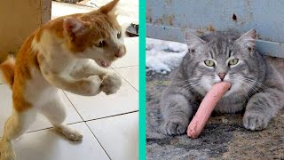 BEST CAT MEMES COMPILATION OF 2020 PART 21 (FUNNY CATS)