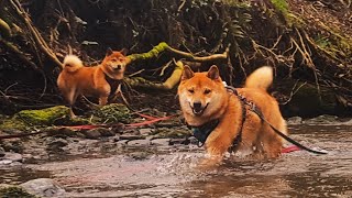 Shiba Inu that like playing in the water