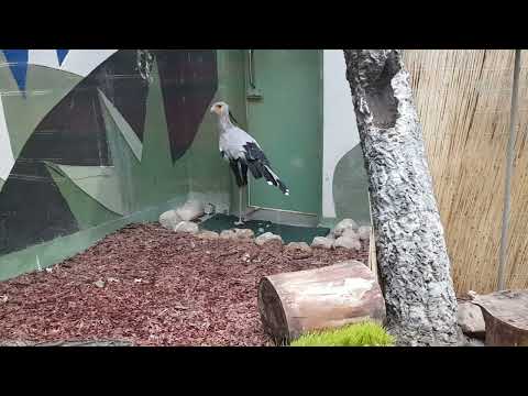 Secretary bird and New Guinea coucal