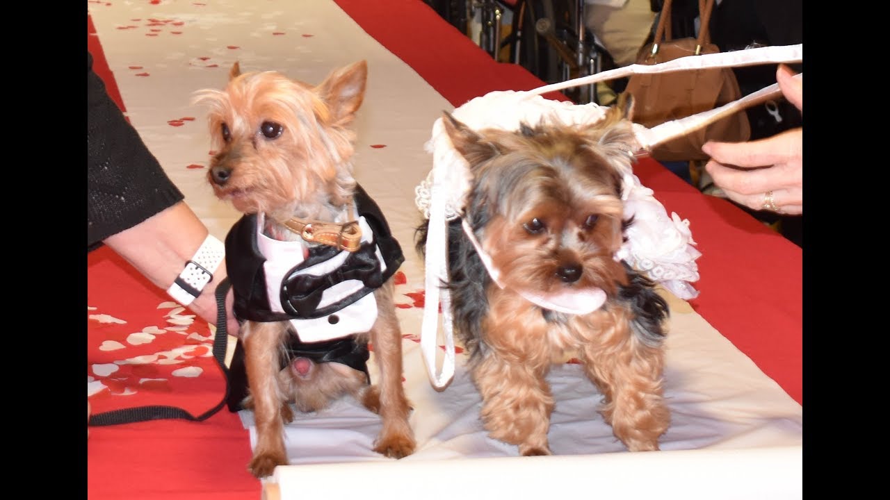 Palm Garden of Sun City Center KLee and Riley Wedding Day! YouTube