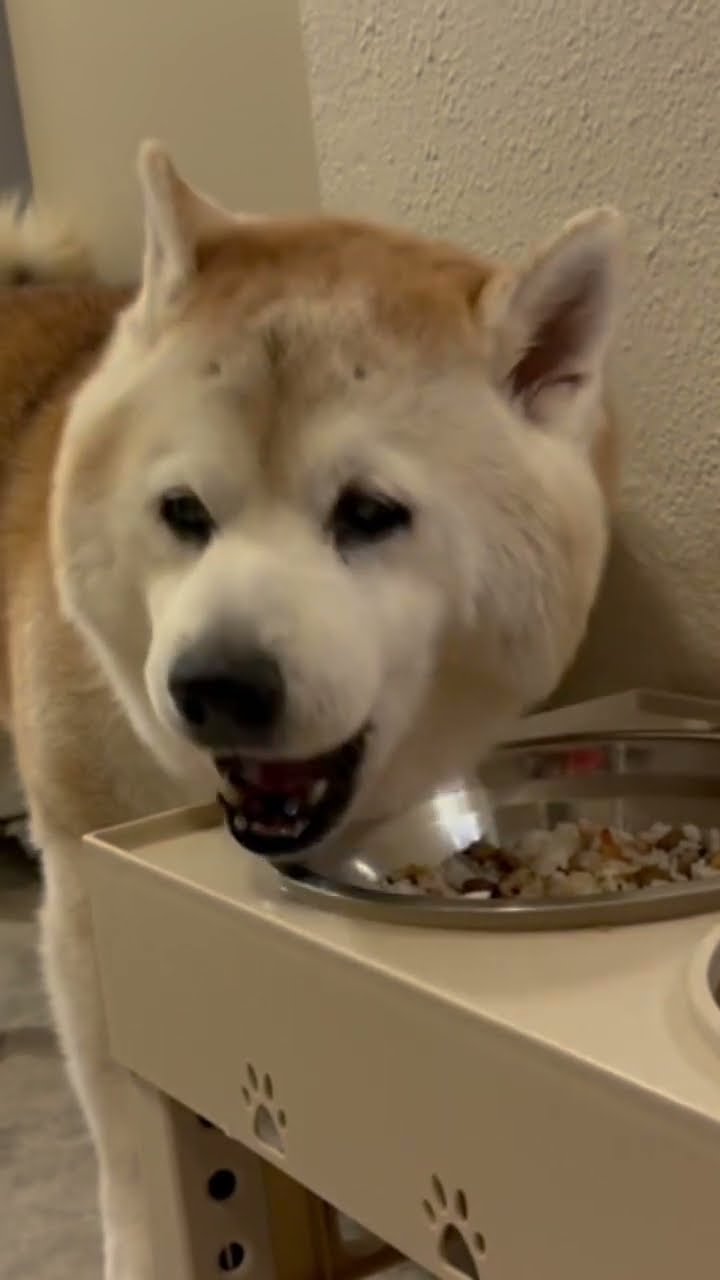 Shibainu Takanori Awesome Channel 【NY北部に住む柴犬とママ