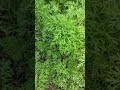 गाजर🥕 का पौधा | Carrot plant |