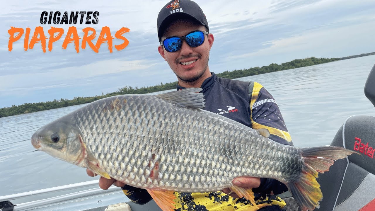 PESCARIA DE PIAPARA NO PARANAZÃO! SÓ GIGANTES.
