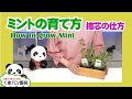 ミントの育て方・摘芯の仕方・2020年版・ハーブ【くまパン園芸】