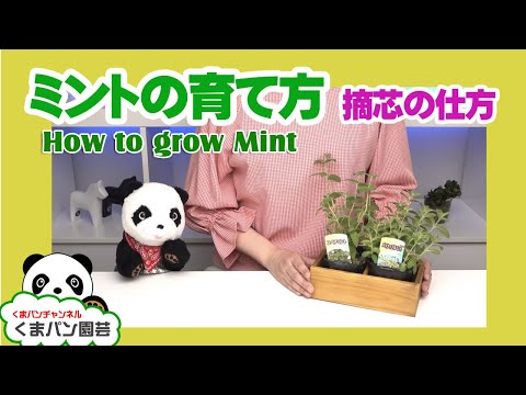 How to grow mint(herb)【KUMAPAN BOTANICAL】