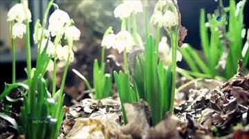 تلاوة من سورة الحجر للقارئ بدر التركي تروايح ليلة١٨ رمضان ١٤٣٩هـ