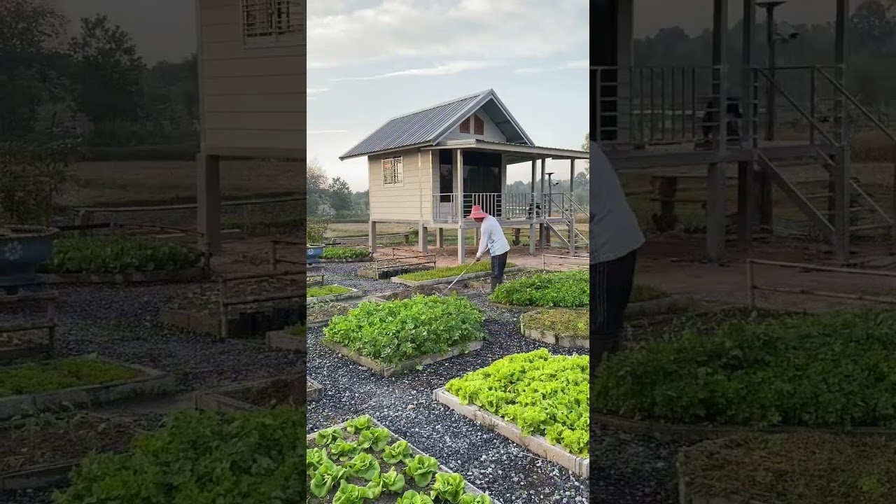 แปลงเล็กๆเตรียมไว้ปลูก #แปลงผัก #ปลูกผัก #เกษตรผสมผสาน #farming #gardening #garden #เกษตรพอเพียง