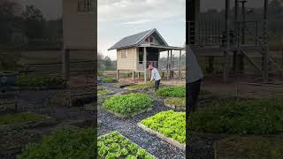 แปลงเล็กๆเตรียมไว้ปลูก #แปลงผัก #ปลูกผัก #เกษตรผสมผสาน #farming #gardening #garden #เกษตรพอเพียง แปลงเล็กๆเตรียมไว้ปลูก #แปลงผัก #ปลูกผัก #เกษตรผสมผสาน #farming #gardening #garden #เกษตรพอเพียง