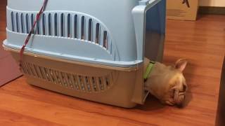 法鬥的奇怪睡姿，頭不會卡卡嗎