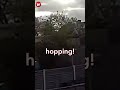 Dramatic moment thief leads police on a chase over garden fences