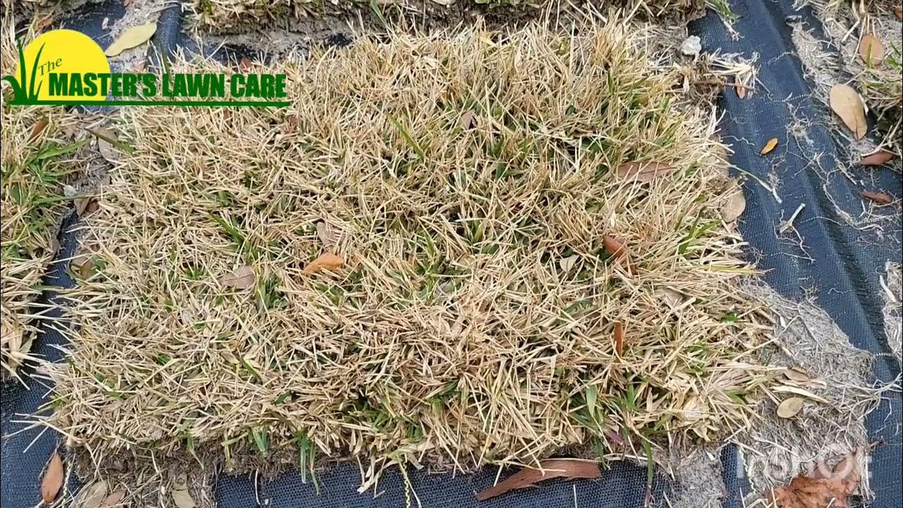 Why is my St. Augustine lawn brown in winter? YouTube