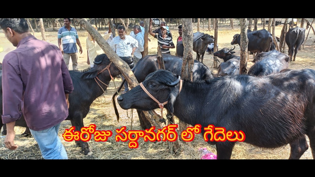 సర్దానగర్ మార్కెట్ గేదెలకు రేట్లు ఎలా ఉన్నాయో చూడండి