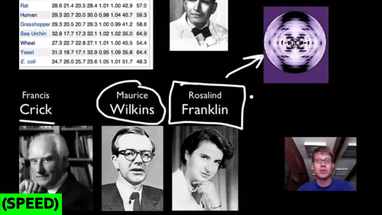 [SPEED] DNA and RNA Part 1 - YouTube