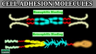 Cell Adhesion Molecules Cams Cadherin Integrin Igcams Selectin 