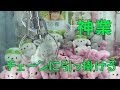 【神技】景品のチェーンに引っ掛け落とす戦略！クレーンゲーム UFOキャッチャー 4K映像 4K放送 新元号 令和になっても頑張ります