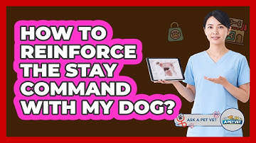 How To Reinforce The Stay Command With My Dog?