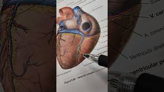 What is an AMI (acute myocardial infarction)? I'll teach you.