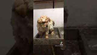Chow chow shower ?