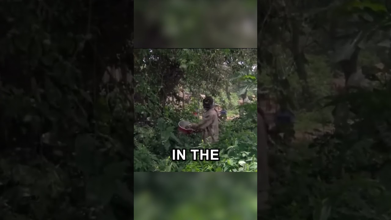 Бургеры из комаров 🦟🥩