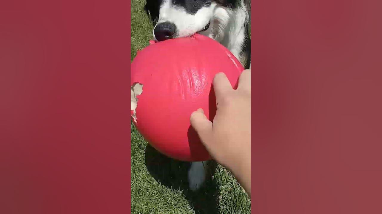 that-s-just-my-baby-dog-youtube