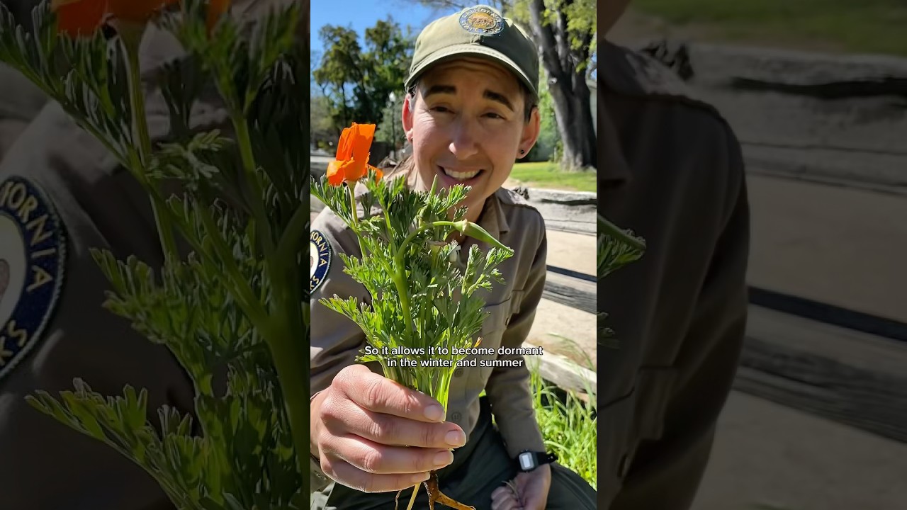 Theresa discusses our state flower, the California poppy, in bloom on our park grounds