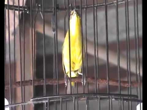 Pleci Merapi Paling Dicari Plecimania