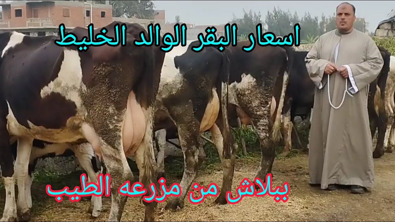 #اسعار البقر الوالد الخليط والبقر لبن من مزرعه المعلم جمعه بتاريخ 22/12026