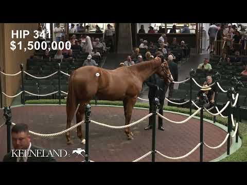 Hip 341, Justify - New Narration, sells for $1.95 Million at 2026 Keeneland September