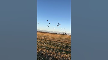 the day of mallard amazing shooting | mallard duck 🦆| #duckhunting