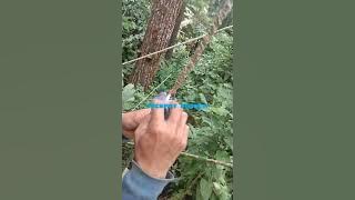 pikat rambatan paruh merah anti zonk