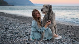 ИРЛАНДСКИЙ ВОЛКОДАВ. Все о породе! IRISH WOLFHOUND