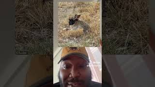 Rabbit Virus Poor Bunnies Crpv Virus