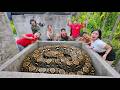 Brave Expert Rescues Young Girl from Two Giant Pythons in Abandoned House