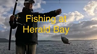 钓长不大的猫猫鱼 Fishing at Herald Bay 【NZ Lucy Vlog 112】