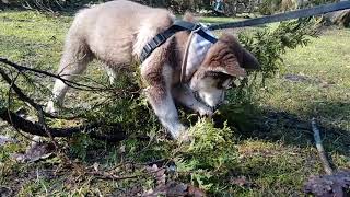 Husky Puppy and a stick