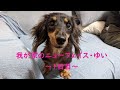 保護犬ダックスが家にやってきた！～家族を迎えた日～