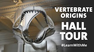 Tour the Hall of Vertebrate Origins at AMNH LearnWithMe