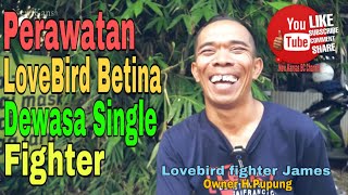 PERAWATAN LOVEBIRD BETINA DEWASA SINGLE FIGHTER