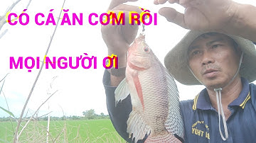 Hai vợ chồng đi câu cá rô đồng tinbuitv