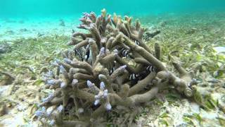 Maldives Kani Island Underwater Video Gopro