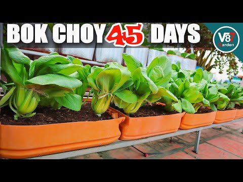 Videó: Cserepes Bok Choy gondozása: Tippek a Bok Choy konténerben történő termesztéséhez